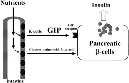 GIP is released from small intestine after ingestion of a meal and stimulates insulin secretion from pancreatic Beta-cells.