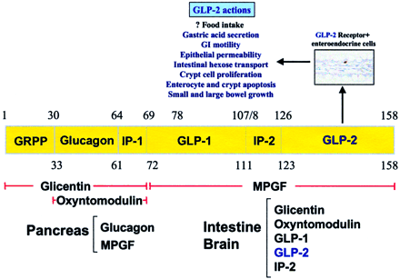 GLP structure