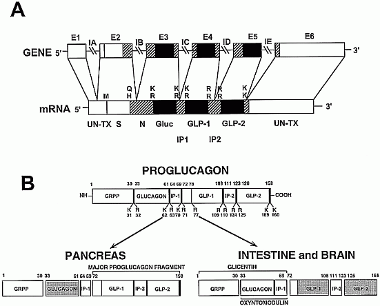 Expression of the preproglucagon gene