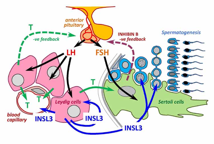 Scheme to show the relationship between INSL3/RXFP2 system and testosterone as endpoint effectors of the HPG axis within the testis