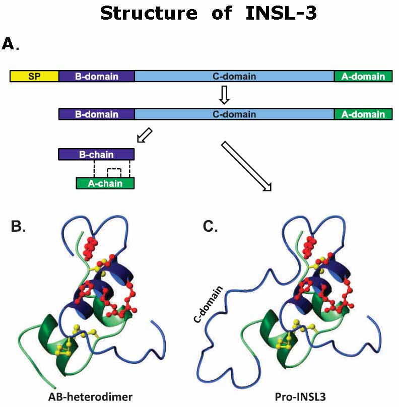 insl 3 structure
