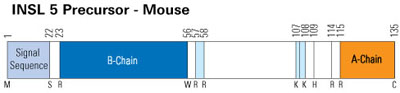 sequence insl5 mouse