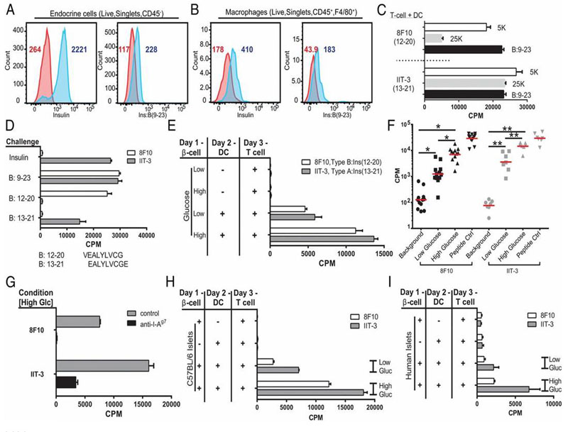 Beta cells transfer immunogenic insulin to phagocytes. 