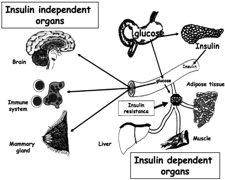 Glucose sensing is among the most conserved pathways in human evolution, given its vital importance for brain and immune system metabolism. 