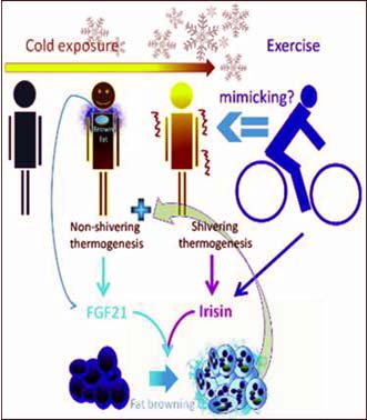 Shivering stimulates irisin secretion in humans. 