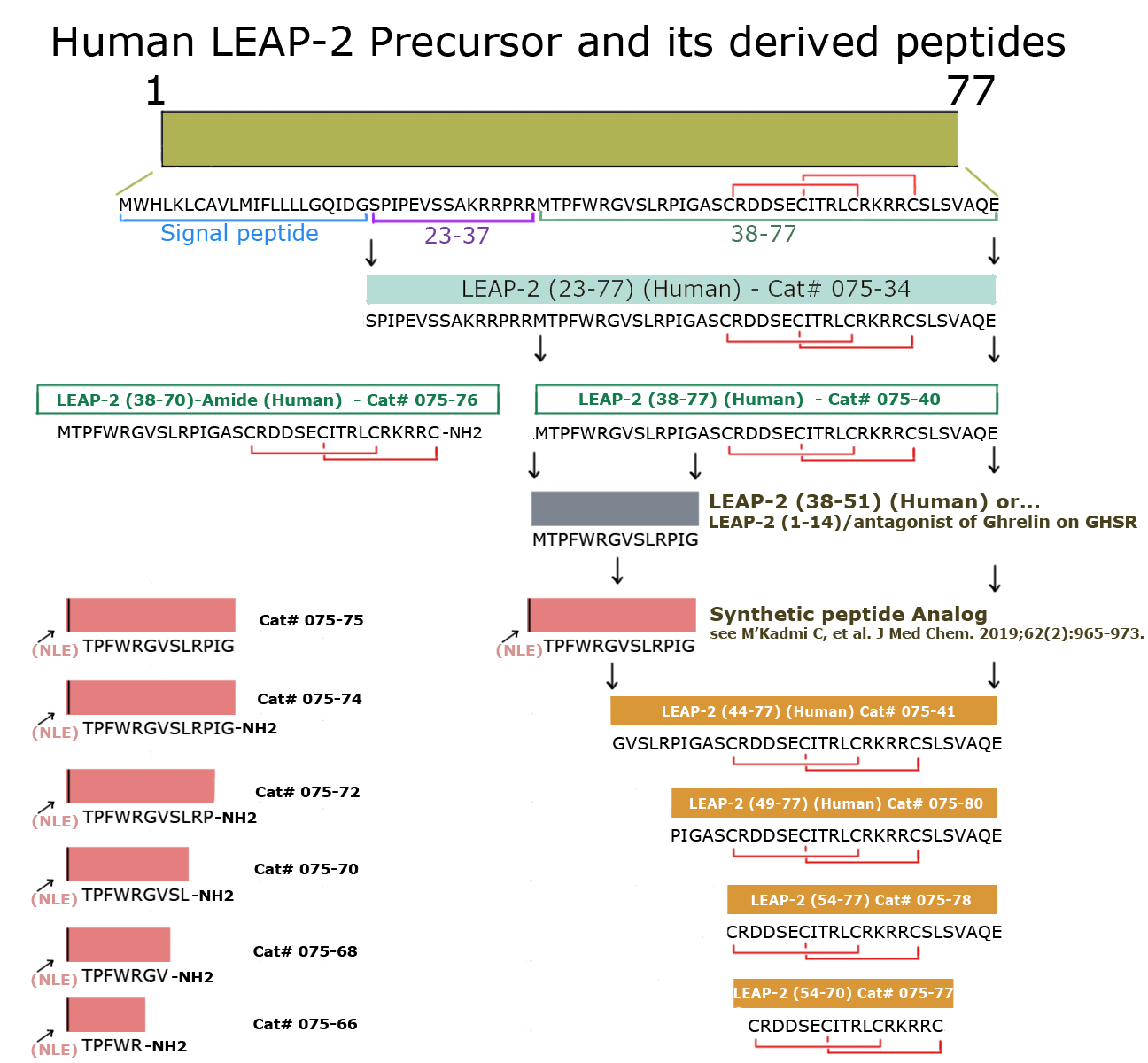 leap 2 precursor structure