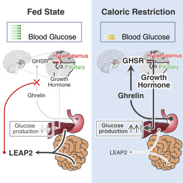 Ghrelin maintains blood glucose levels in the face of starvation and LEAP-2 Peptide modulates ghrelin function in response to nutrient status, such as fasting