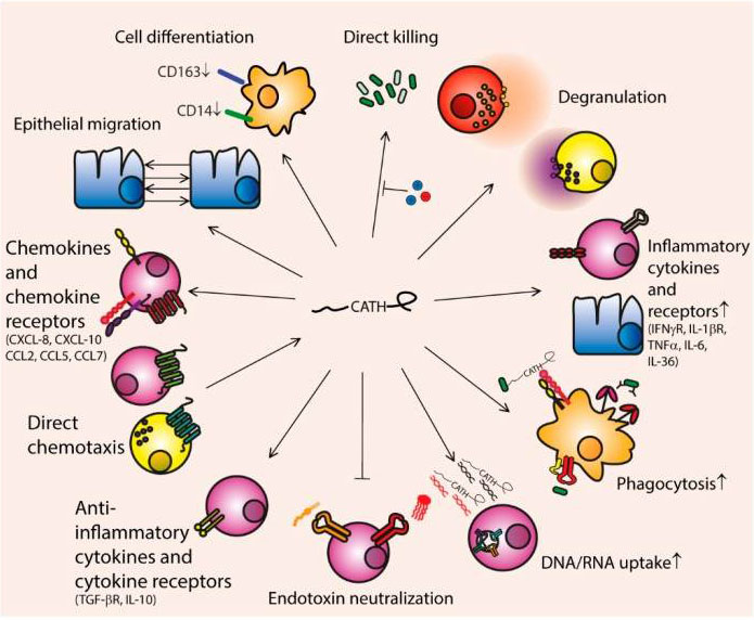 Cathelicidins are one kind of example host defense peptides with antimicrobial and immunomodulatory functions