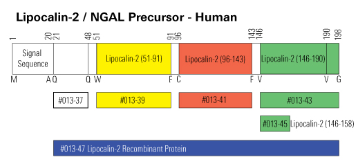 lipocalin-2 structure
