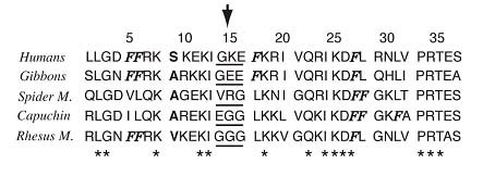Sequences of the WLBU. Hydrophobic residues are indicated by bold type.