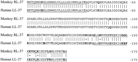 Comparison of rhesus and human cathelicidin peptides. 