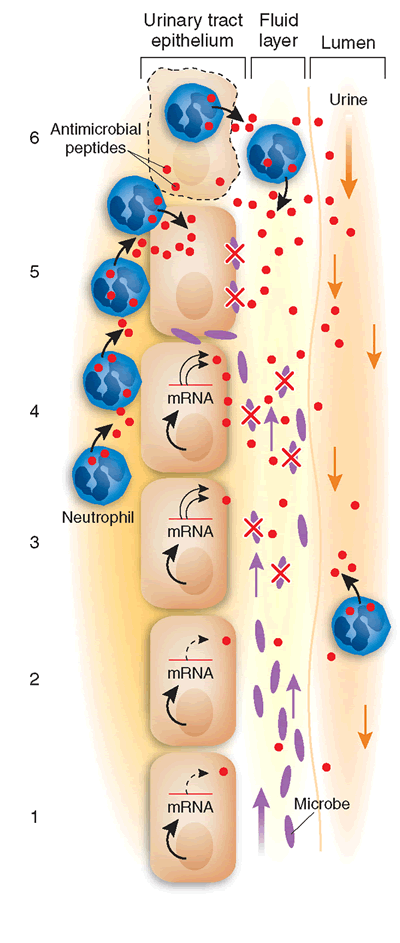 Cathelicidins defend the kidney from bacteria.