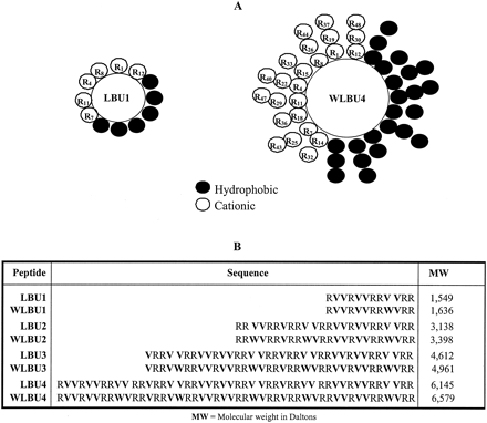 Peptide design.