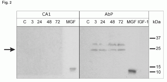 Representative immunoblot analysis of the expression of endogenous MGF.