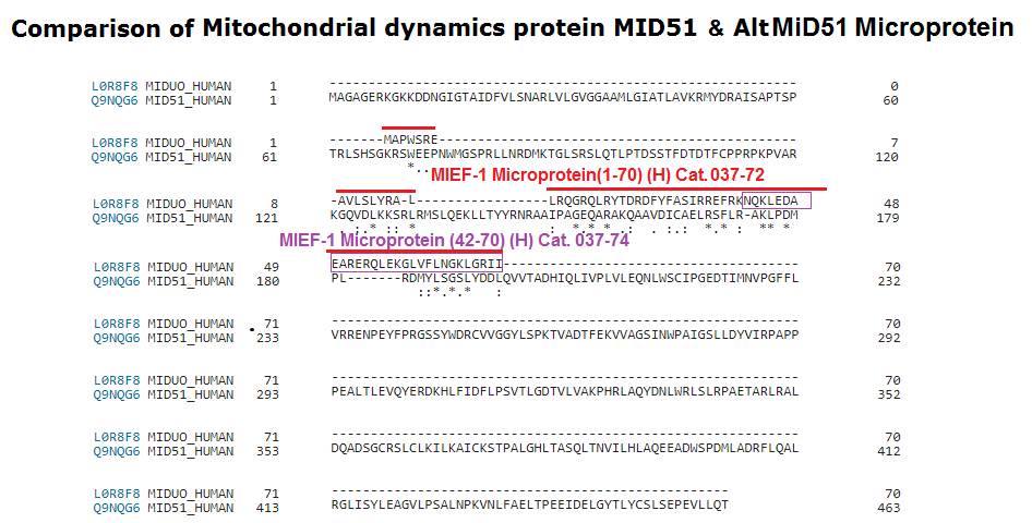 sequence comparison of mief-1