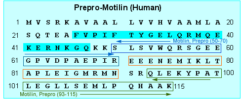 sequence motilin