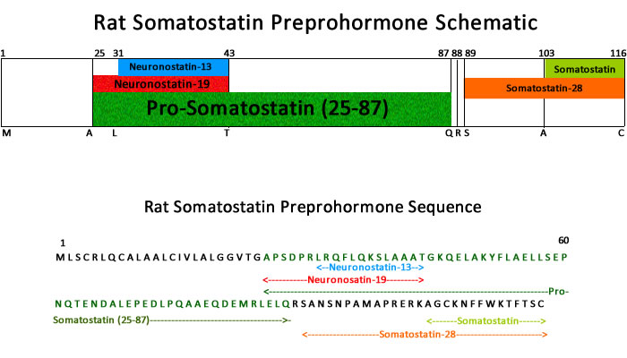 Rat Prepro Somatostatin Schematic