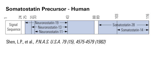 somatostatin precursor