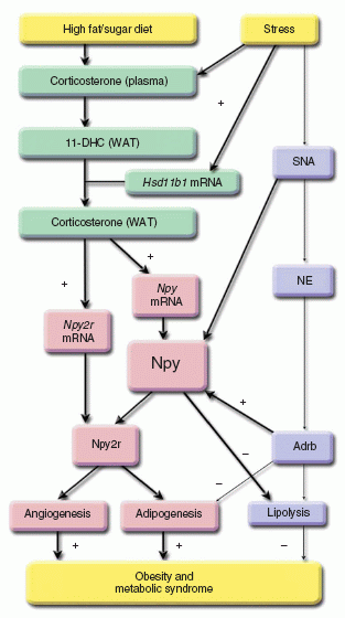 NPY function