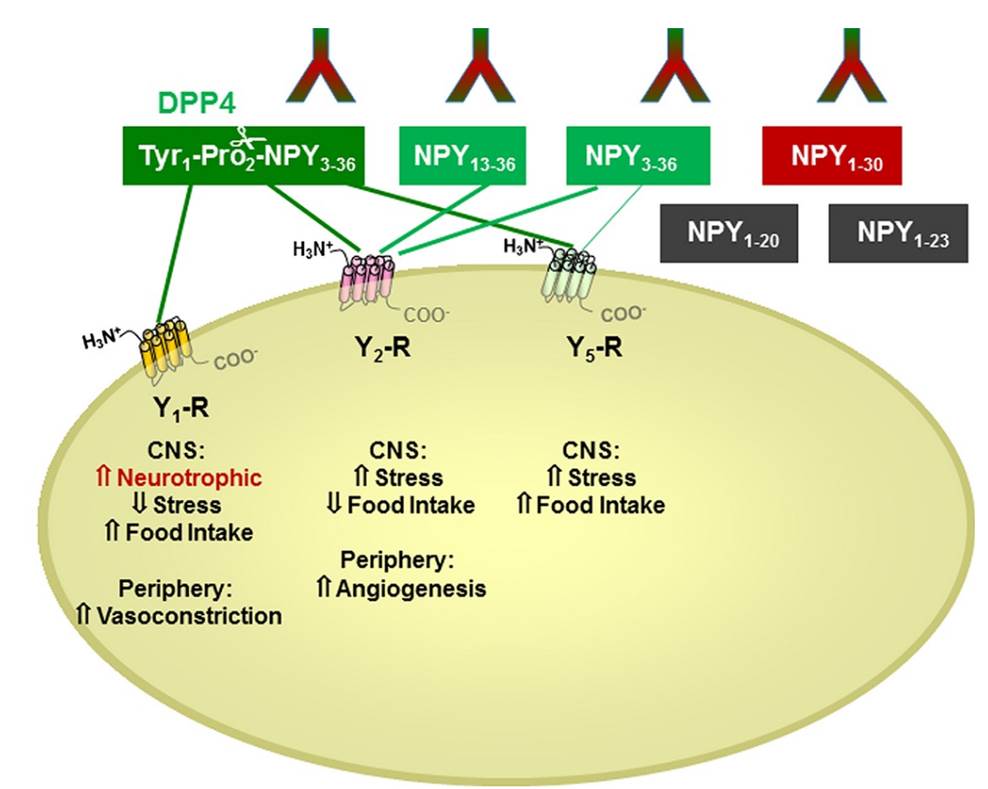 Neuropeptide Y (NPY) in cerebrospinal fluid from patients with Huntington's Disease: increased NPY levels and differential degradation of the NPY1–30 fragment.