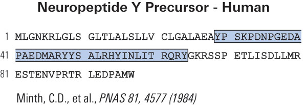 sequence NPY