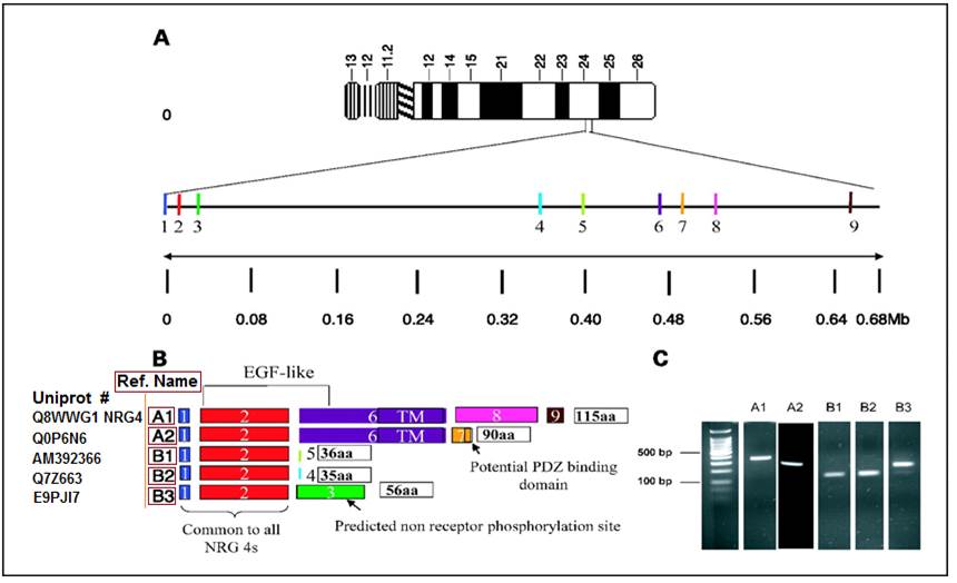  Figure from: Hayes N V et al. Clin Cancer Res 2007;13:3147-3155