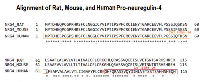human, rat, mouse pro neuregulin-4