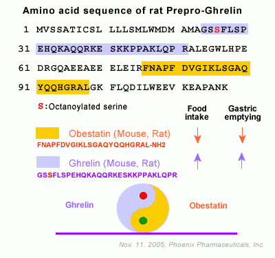 rat prepro ghrelin