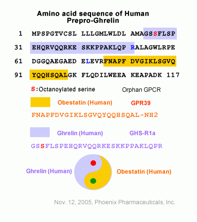 human prepro ghrelin