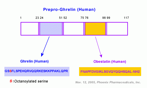 ghrelin and obestatin schematics