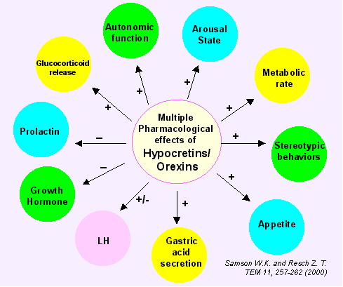 Multiple Pharmacological effects of Hypocretins/Orexins