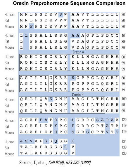 orexin sequence comparison 