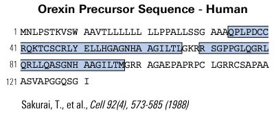 sequence orexin