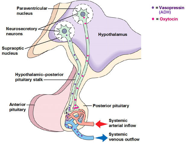 Oxytocin is a mammalian hormone that acts primarily as a neuromodulator in the brain.