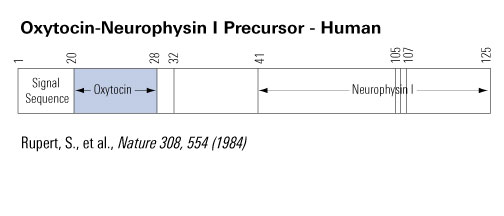 oxytocin schematics