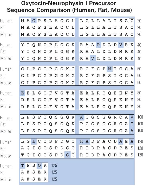 sequence comparison oxytocin