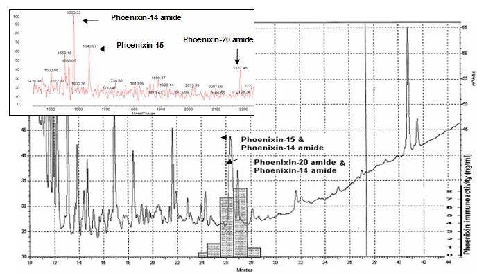 HPLC profile and immunoreactivity of isolated peptides- In the heart homogenate extracts