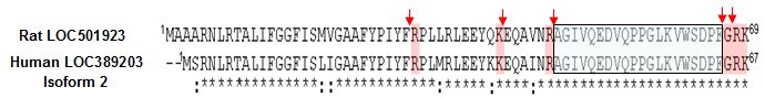 sequence comparison phoenixin