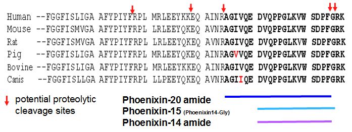 sequence comparison phoenixin