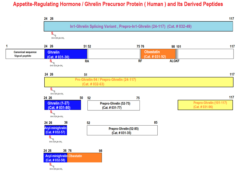 pro ghrelin mapping