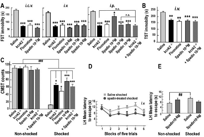 Acute antidepressant effects of Spadin