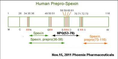 structure of spexin