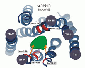 Ghrelin-receptor-agonist-1a.jpg