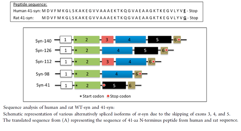 41-syn alignment