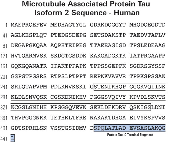 Microtubule Associated Protein Tau sequence