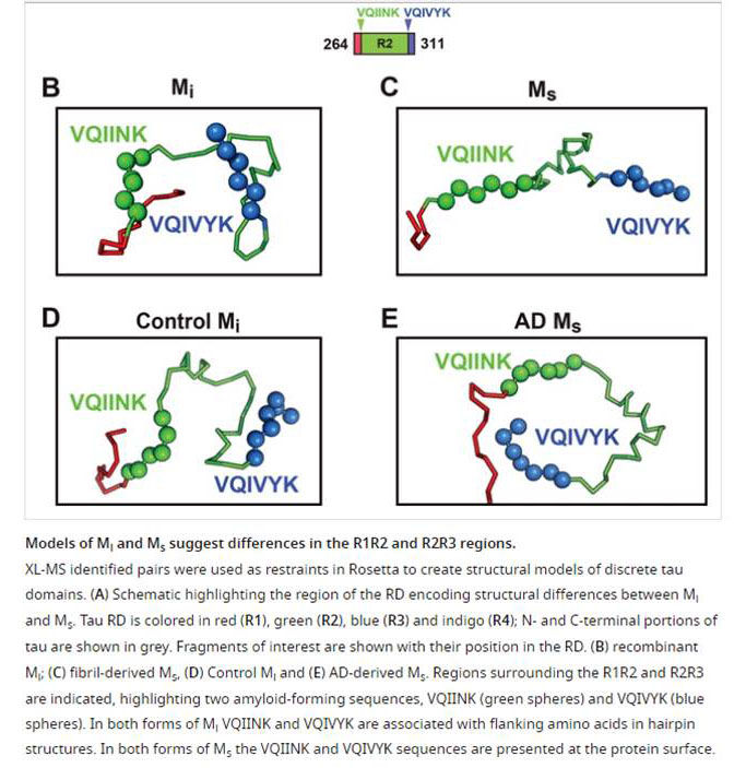 models of mi and ms suggest differences in the r1r2 and r2r3 regions