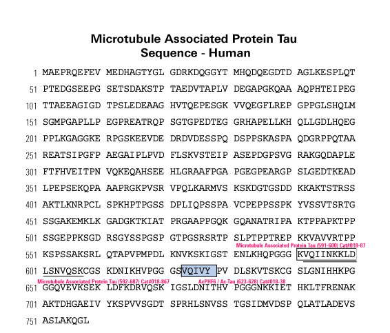 Sequence Microtubule associated protein tau human