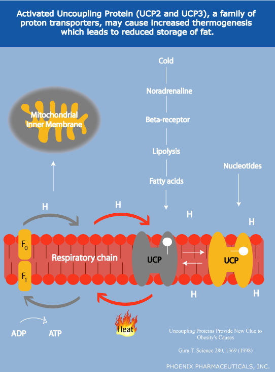 UCP3 may cause increased thermogenesis